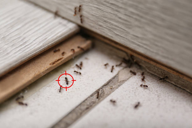 Best Mosquito Control Services  in Franklin Park, FL