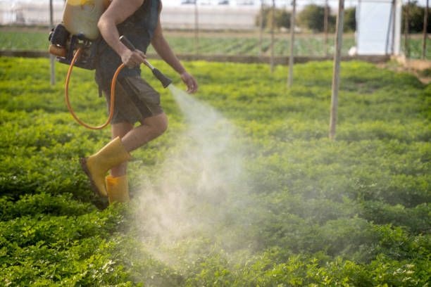 Best Ant Control Services  in Franklin Park, FL