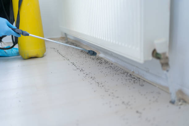 Best Termite Control Services  in Franklin Park, FL