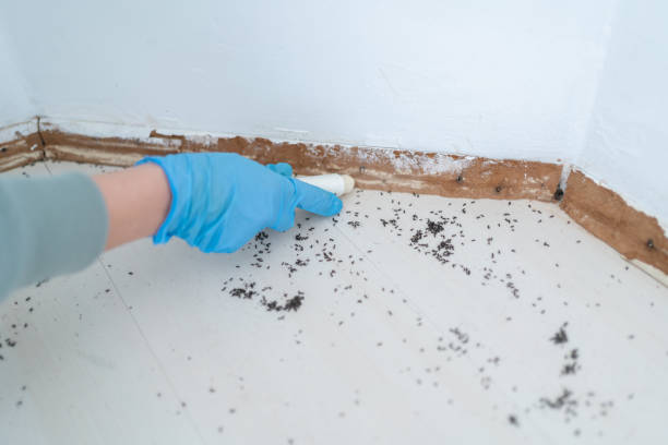 Best Pest Inspection Near Me  in Franklin Park, FL